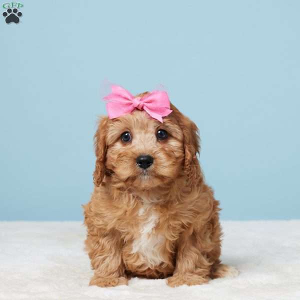 Muffin, Cavapoo Puppy